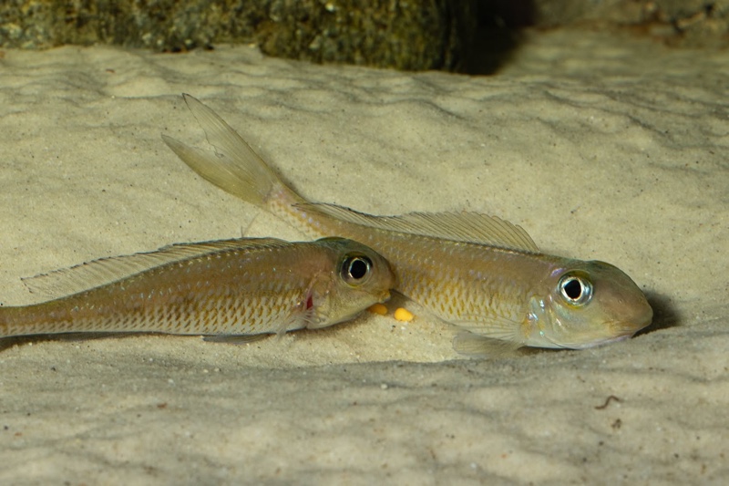 Asprotilapia leptura